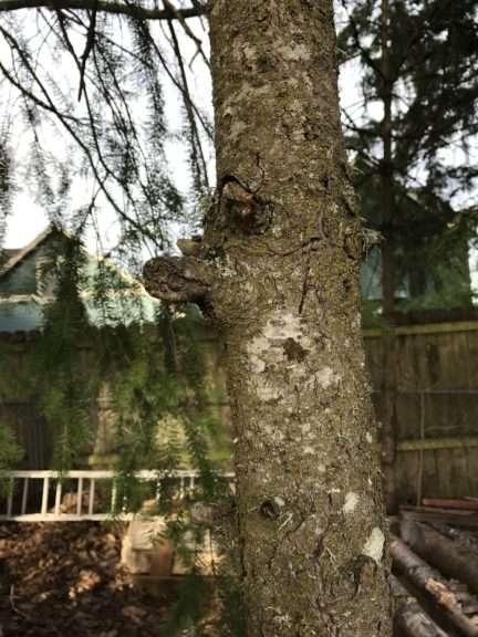 A pruning saw is cutting a branch off close to the trunk of the tree.
