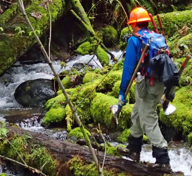 A woman wearing a hard hat and a backpack of tools walks on a large wet log across a creek bordered by rocks and logs encased in thick green moss.