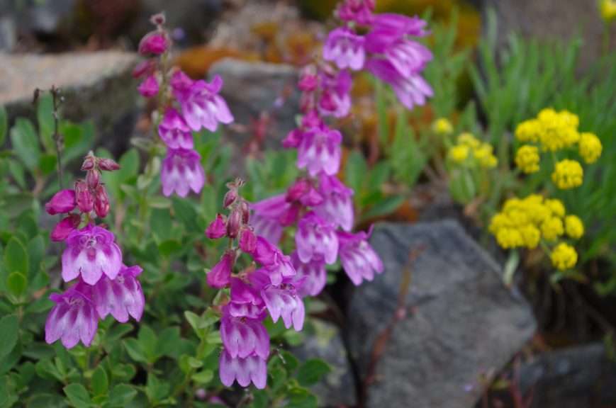 Pinkish-purplish flowers against a backdrop of leaves and rock.