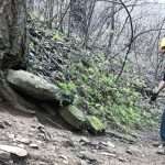 A trail worker looks at a large rock stuck under the roots of an old Douglas fir tree.