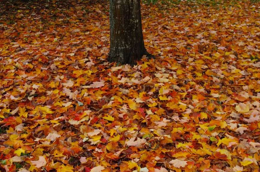 Red, yellow, and tan leaves cover the ground around the base of a tree.