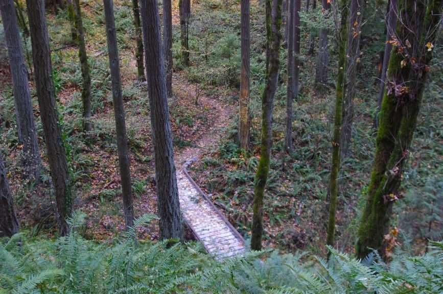 A footbridge on a trail in a forest.