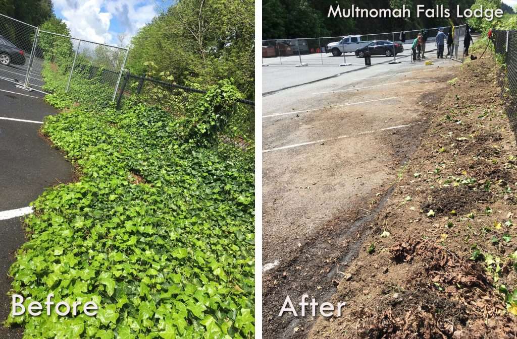A “before” photo of vibrantly green ivy spreading across parking spaces and over a fence along a road; an “after” photo of the same spot with cleared parking spaces and bare dirt along the fence.