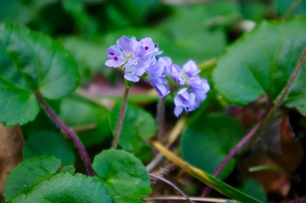 Small purple flowers on the forest floor.