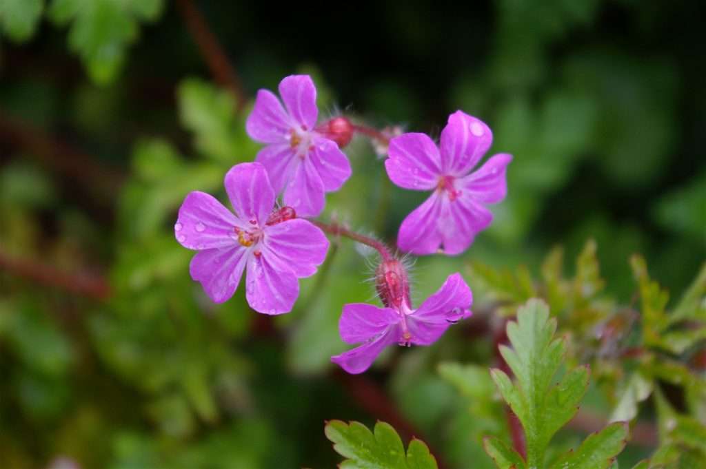 Several small five-petal pink flowers.