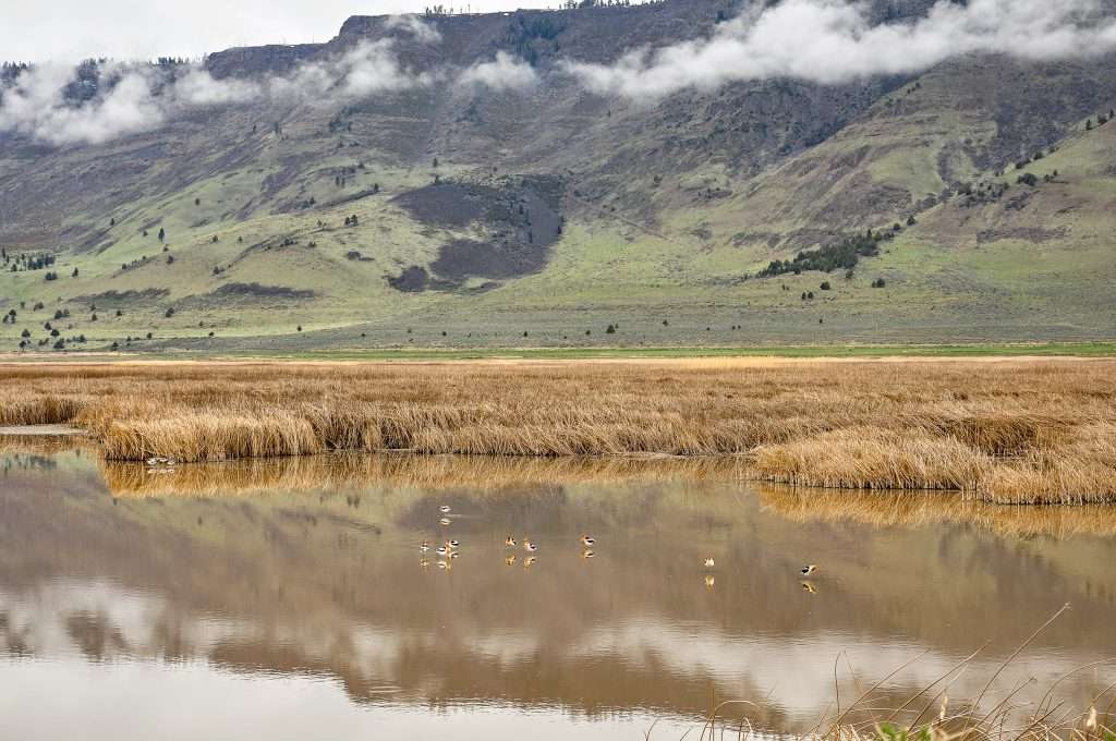 Birds standing in a marsh with a ridge in the background.