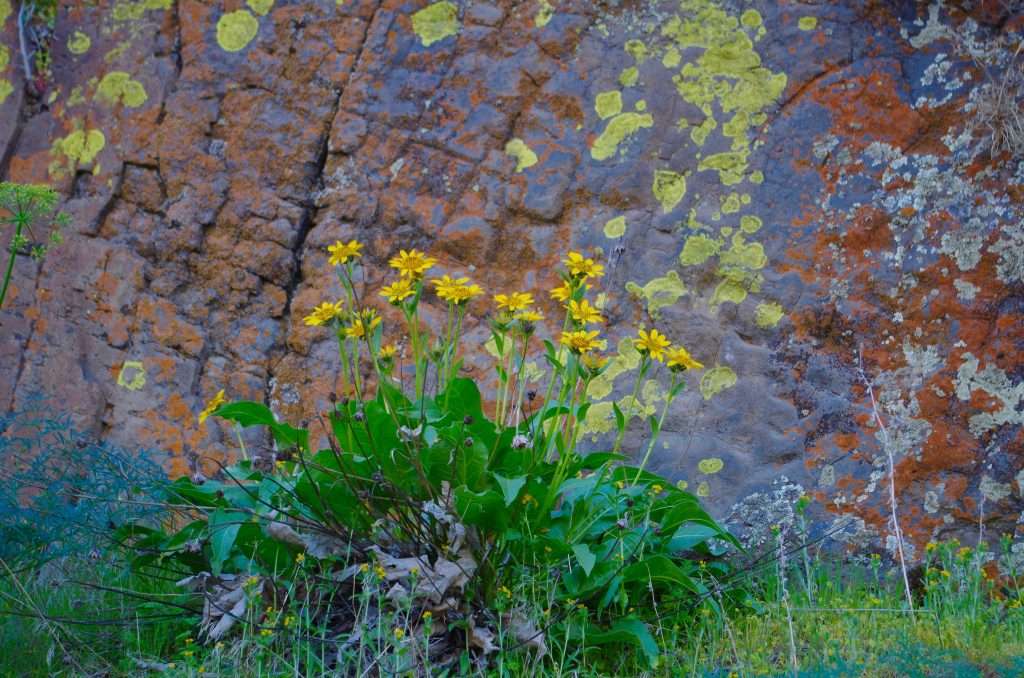 Yellow flowers against a colorful cliff