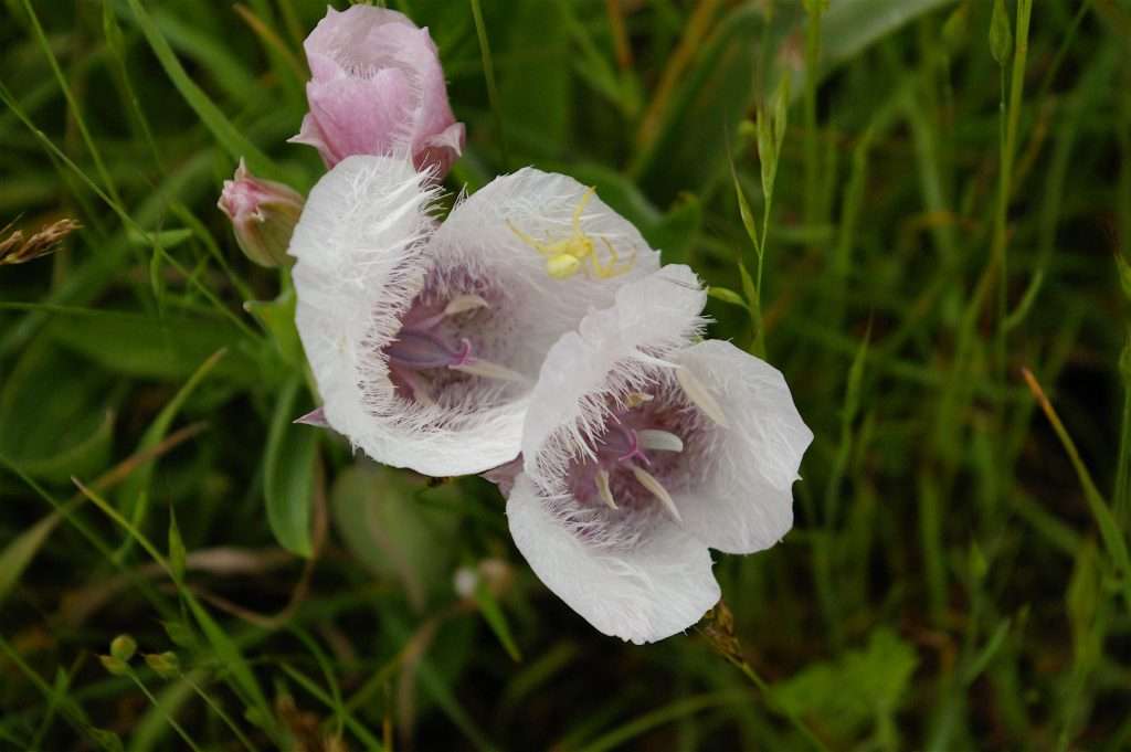 Two white flowers with pinkish interiors, with a yellow spider crawling along the edge of one.
