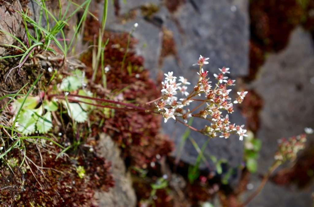 Small white flowers growing on a cliff.
