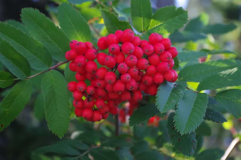 A cluster of bright red berries.
