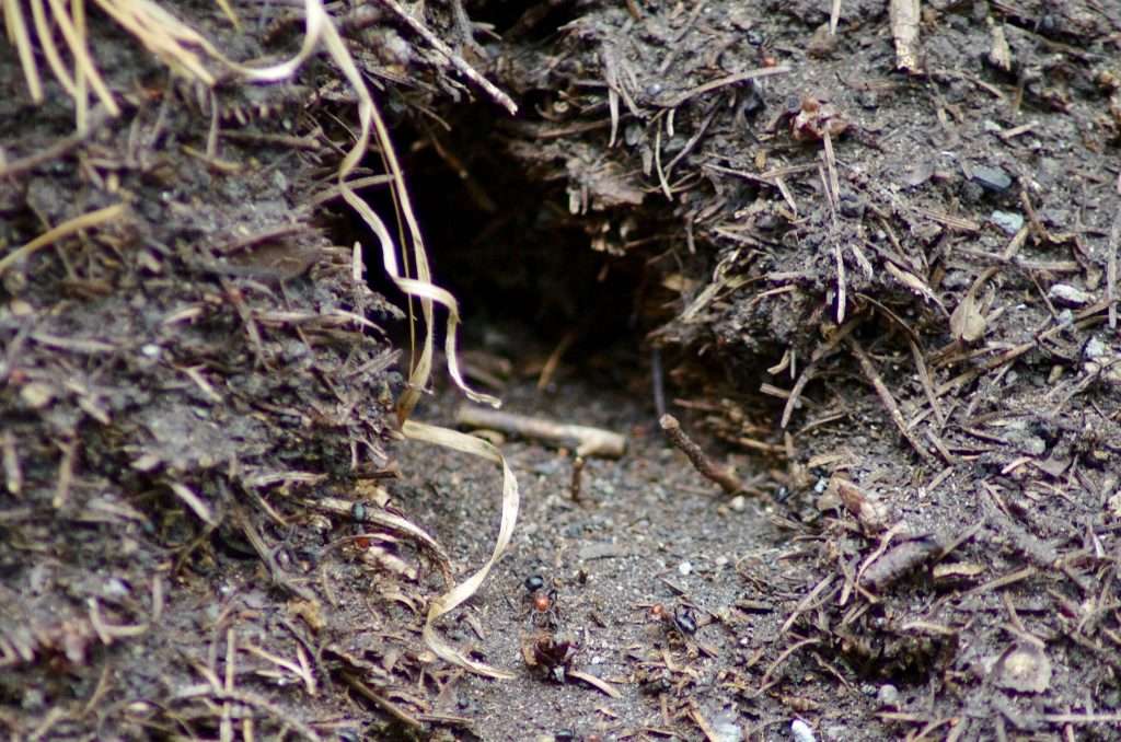 A close-up of a two-inch-high hole in a vertical wall of needles, grasses, and other small forest debris, with two ants in the foreground.