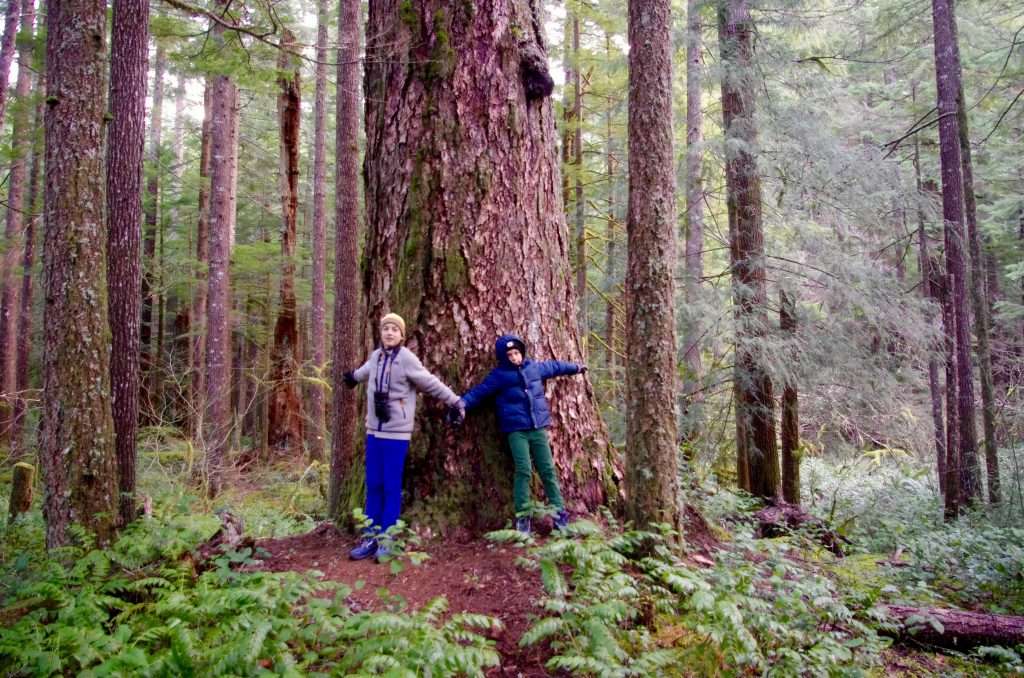 Two boys stand in front of a large Douglas fir tree.