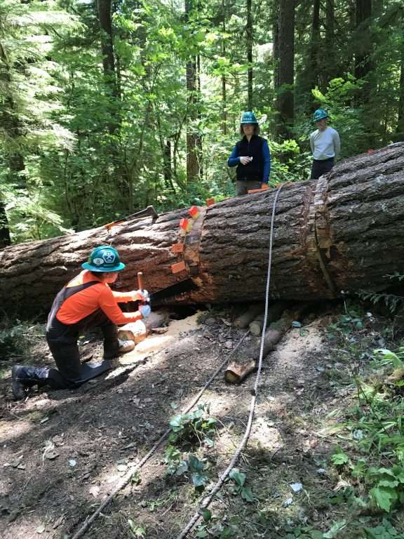 A kneeling trail worker pulls on one end of a two-person saw in front of a large fallen log while others look on.