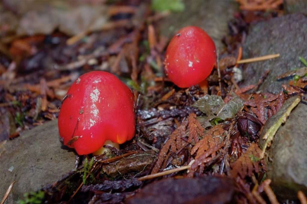 Two small cone-shaped, scarlet-colored mushrooms poke up from the forest floor.