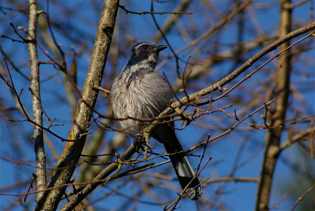 A blue and gray bird with a black-barred tail perching on a twig on a sunny day.