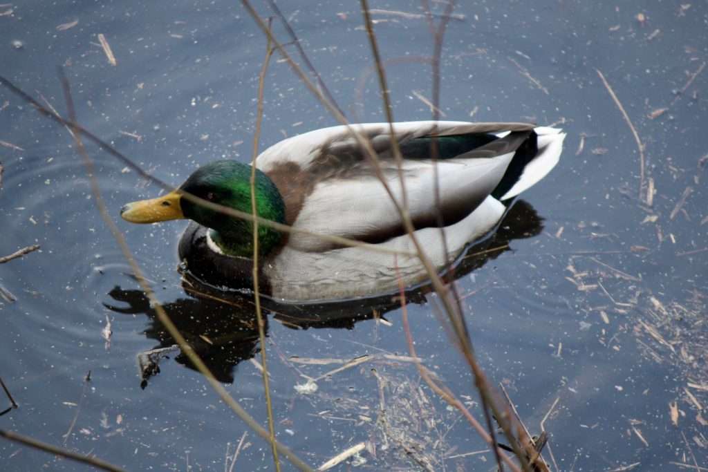 A green-headed, yellow-billed duck floats in dark water behind a screen of twigs.