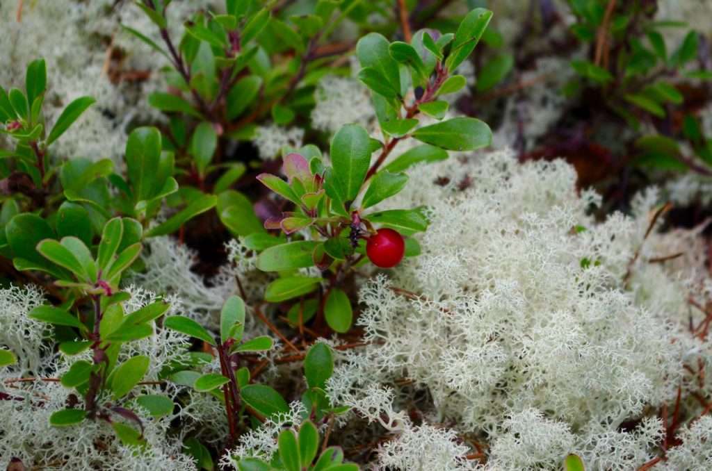 A low, leafy green plant with a red berry growing among pale yellow-green lichen.
