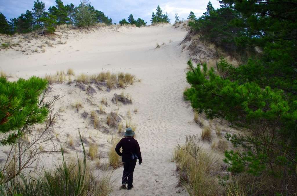 A hiker is about to ascend a sand dune partially colonized by grasses and pine trees.