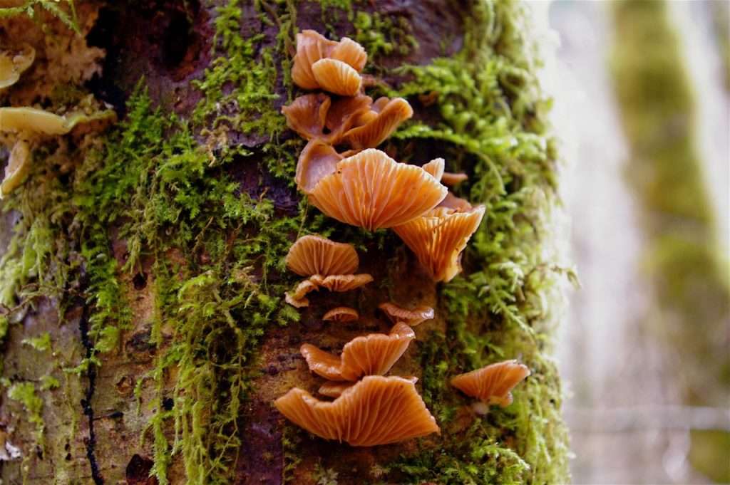  A stack of several orange mushrooms and green moss cover the bark of a dead tree.