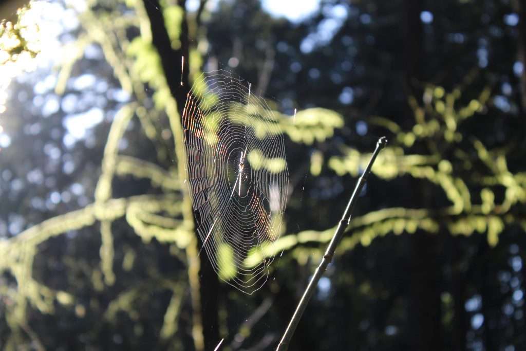 A spider web glistening in the sun.