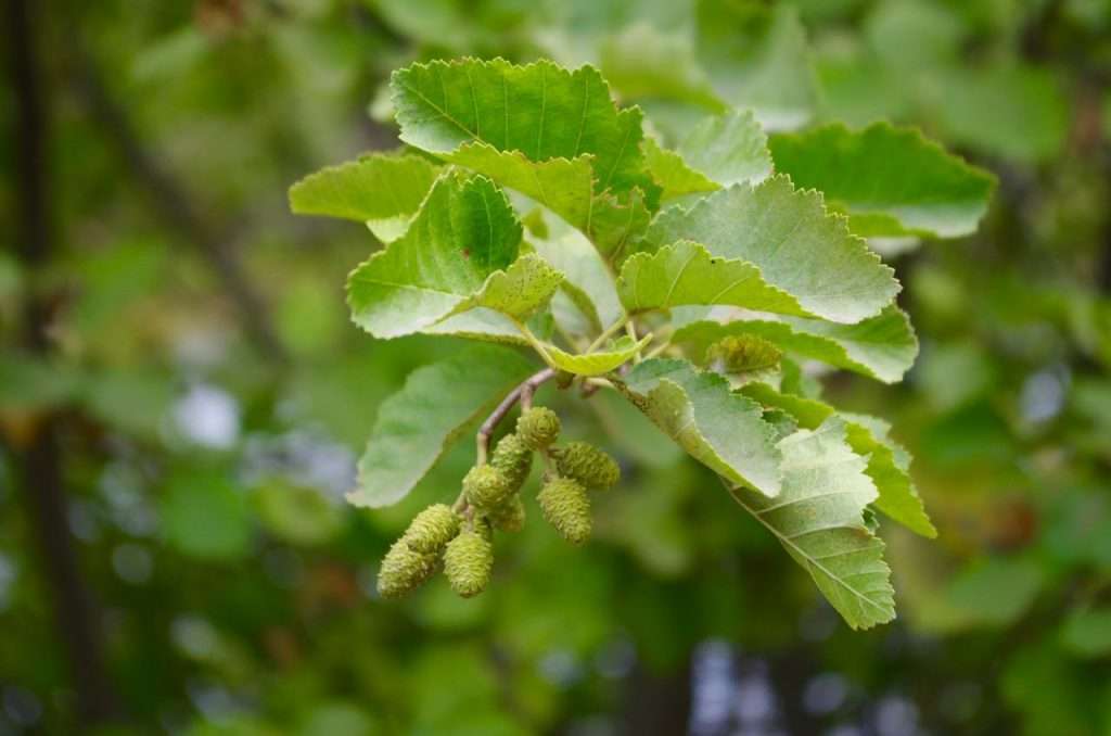 Small green cones and serrated leaves of an alder