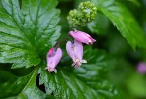 Small, pink heart shaped flowers growing beside large green leaves.